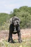 CANE CORSO 329